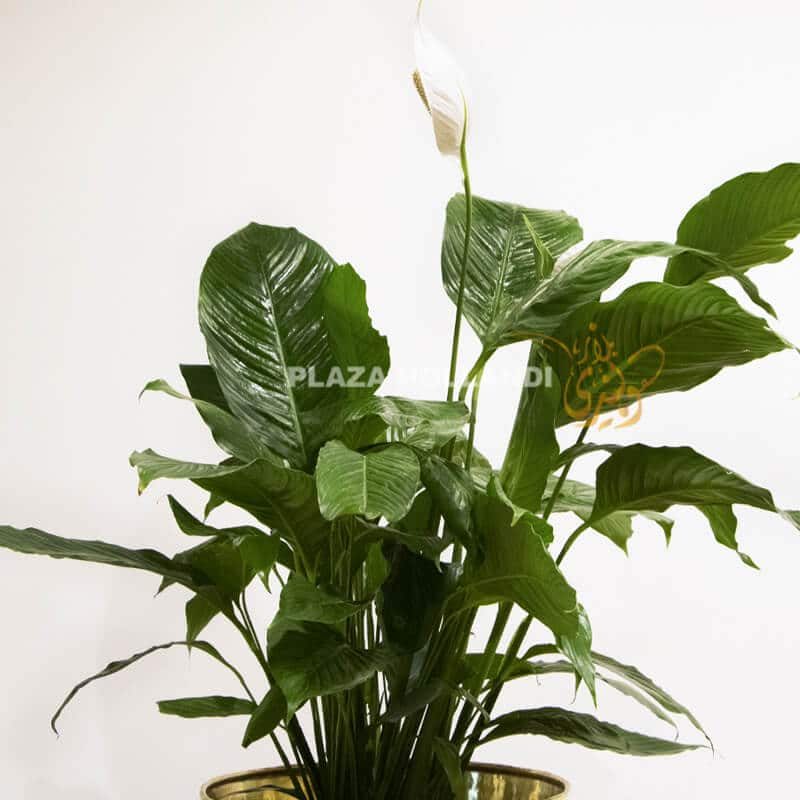 G14 close up of a peace lily