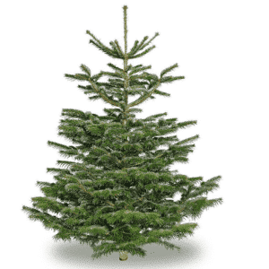 Home 3 Christmas Big tree