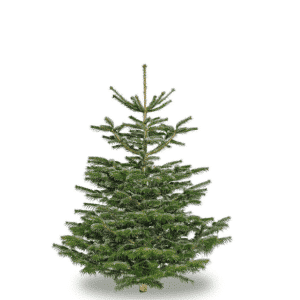 Home 1 Small Nordic spruce christmas tree