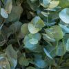 Close up of Eucalyptus