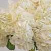 White hydrangea close up