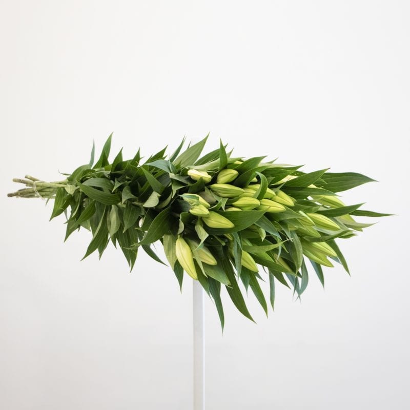 white Lily