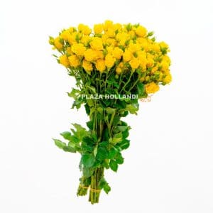 yellow spray rose flowers