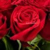 Close up of red rose