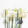Close up of white orchids