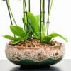 Round textured pot with orchids
