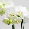 close up of orchids