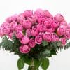 Misty bubble spray roses