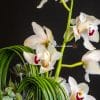 close up of cymbidium