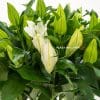 Close up of white lily