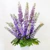 close up of purple delphinium