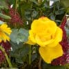 close up of yellow rose