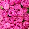 Misty Bubble Spray Roses Bouquet