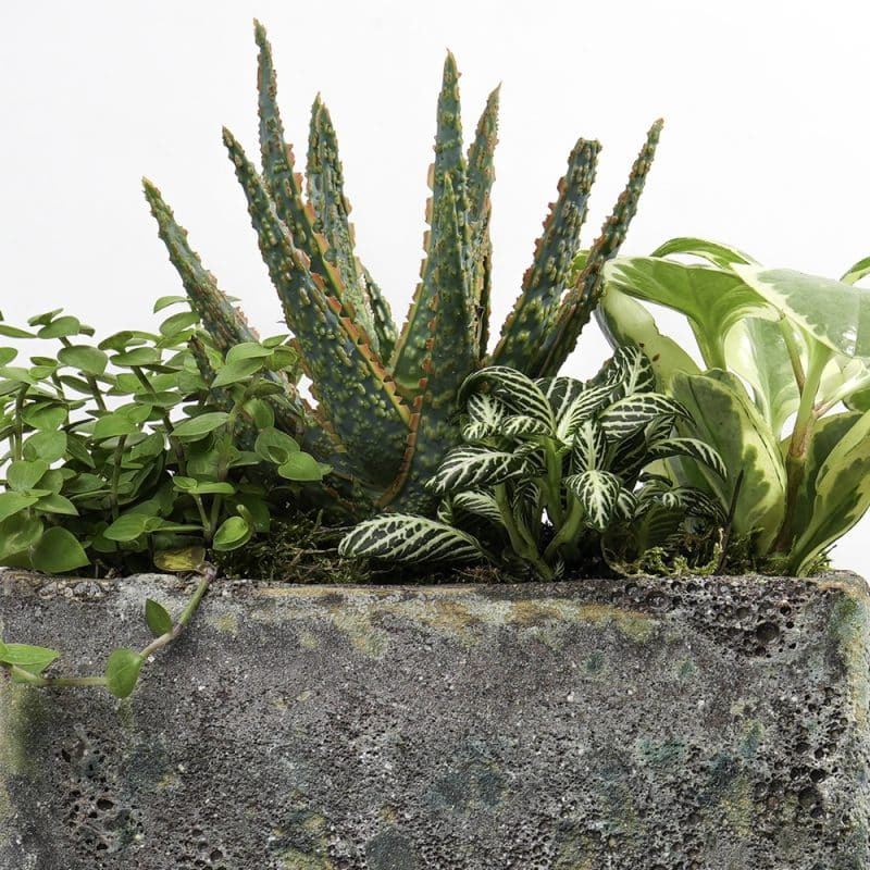 Verdant Quartet: Fittonia, Aloe Vera, Callisia, Peperomia Combination