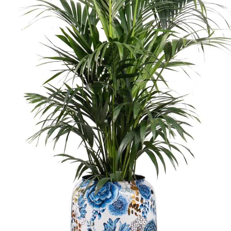 Vibrant Areca in Azure - Image 2