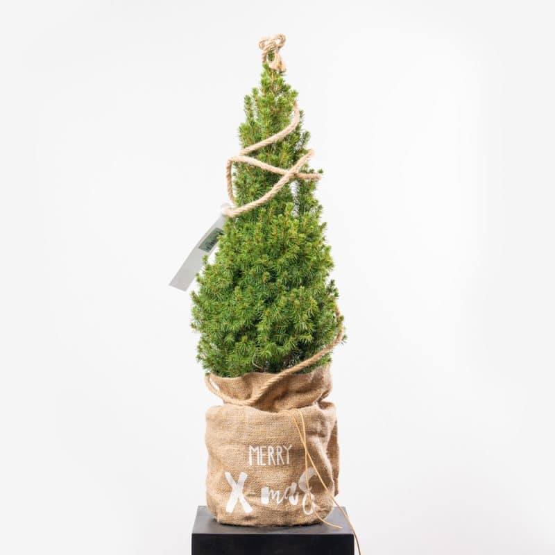 "Winter Elegance" Picea Glauca Conica Natural Tree With Lights (80CM) - Image 5