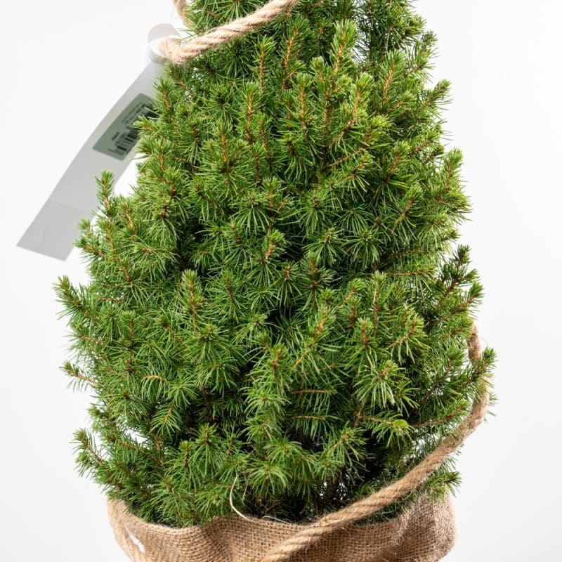 "Winter Elegance" Picea Glauca Conica Natural Tree With Lights (80CM) - Image 2