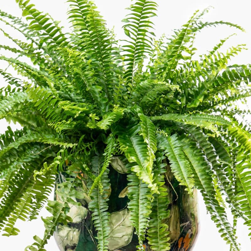 Nephrolepis in Green Pattern Steel Pot - Image 2