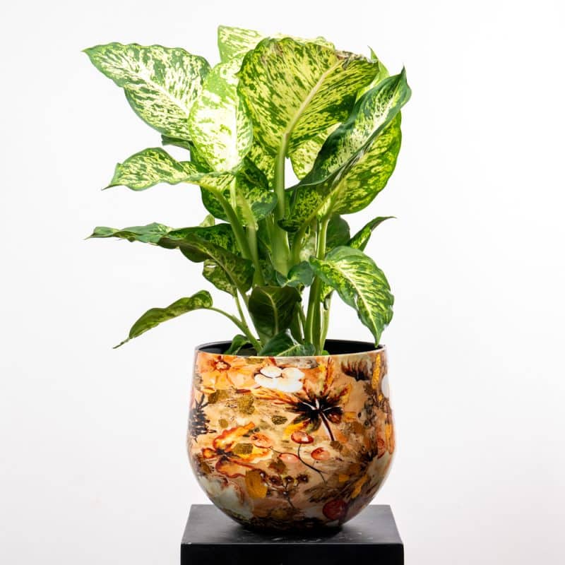 Dieffenbachia