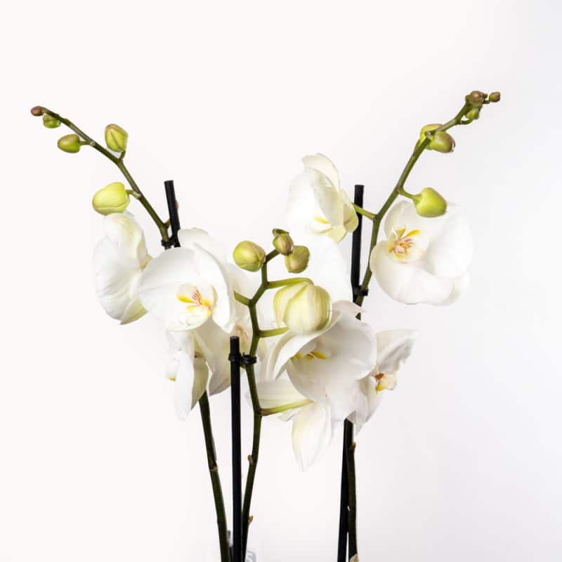 White Phalaenopsis Orchid in Textured Sliver Pot Edition