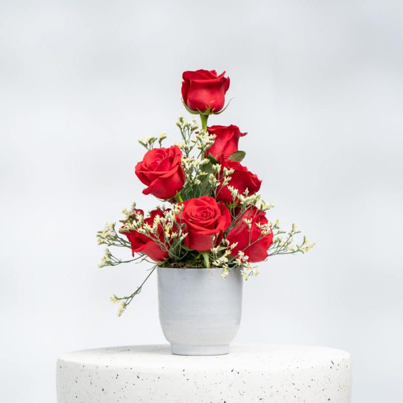 Red Roses, White Limonium in Pot
