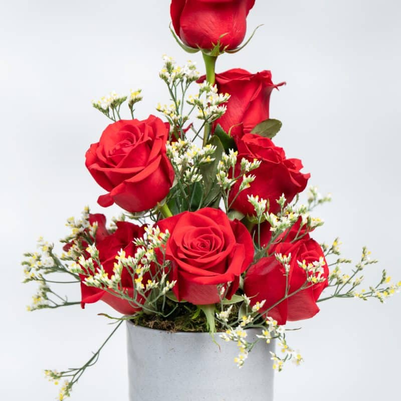 Red Roses, White Limonium in Pot