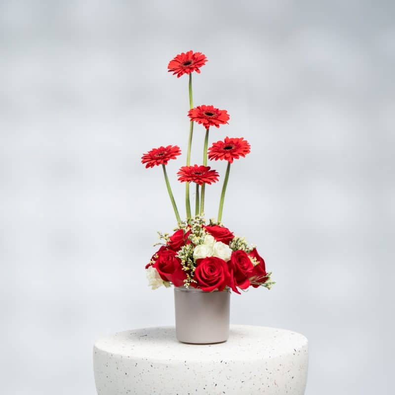Elegant Red Gerbera & Rose Bouquet with White Baby Roses & Limonium in Pot (H 40 cm)