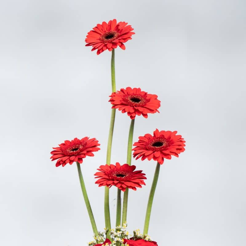 Red Roses & White Baby Rose in Pot - 40 cm Height