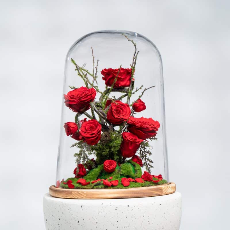 Preserved Roses & Moss Dome