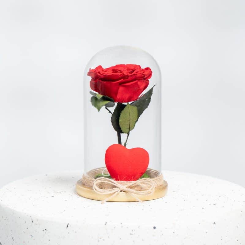 a presevered rose in a glass dome