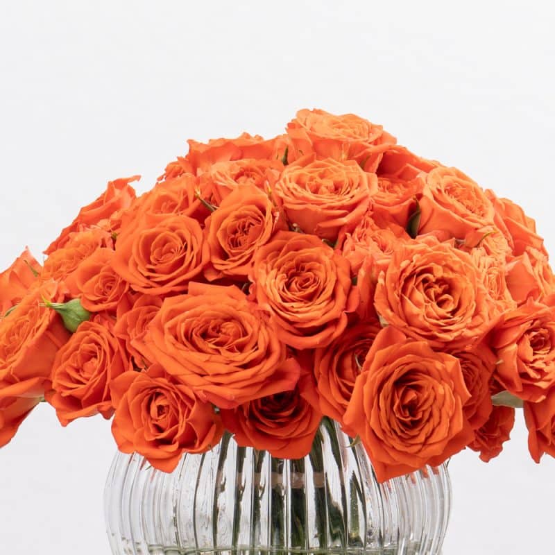 Orange Spray Roses in Glass Vase - 23 CM