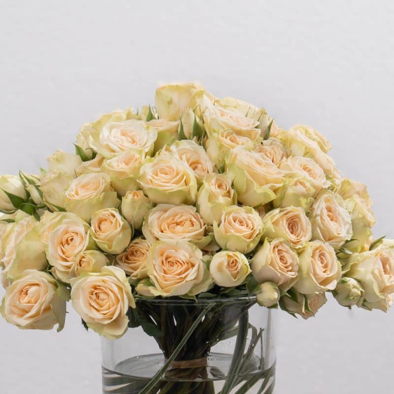 Peach Spray Roses in Stylish Glass Vase (13 CM)