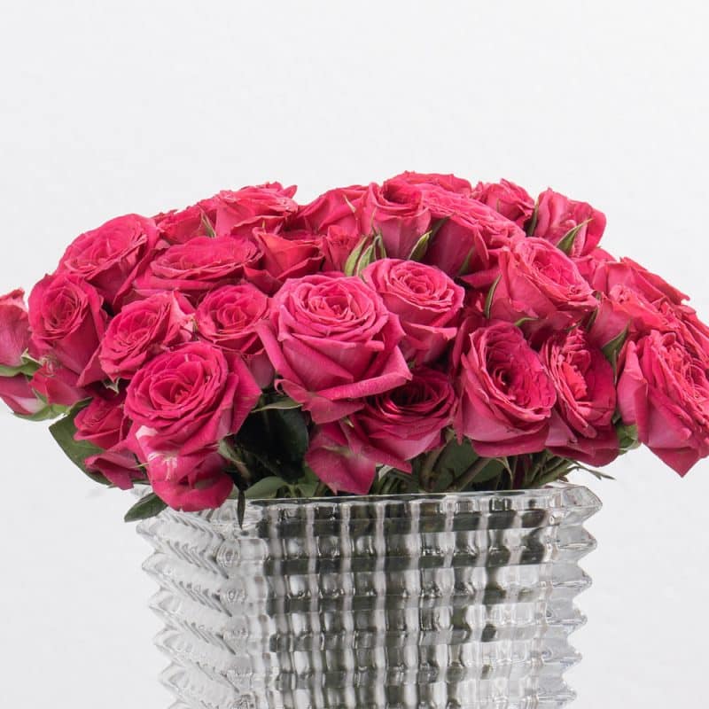 Fuchsia Spray Roses in Glass Vase - 28 cm (Height )