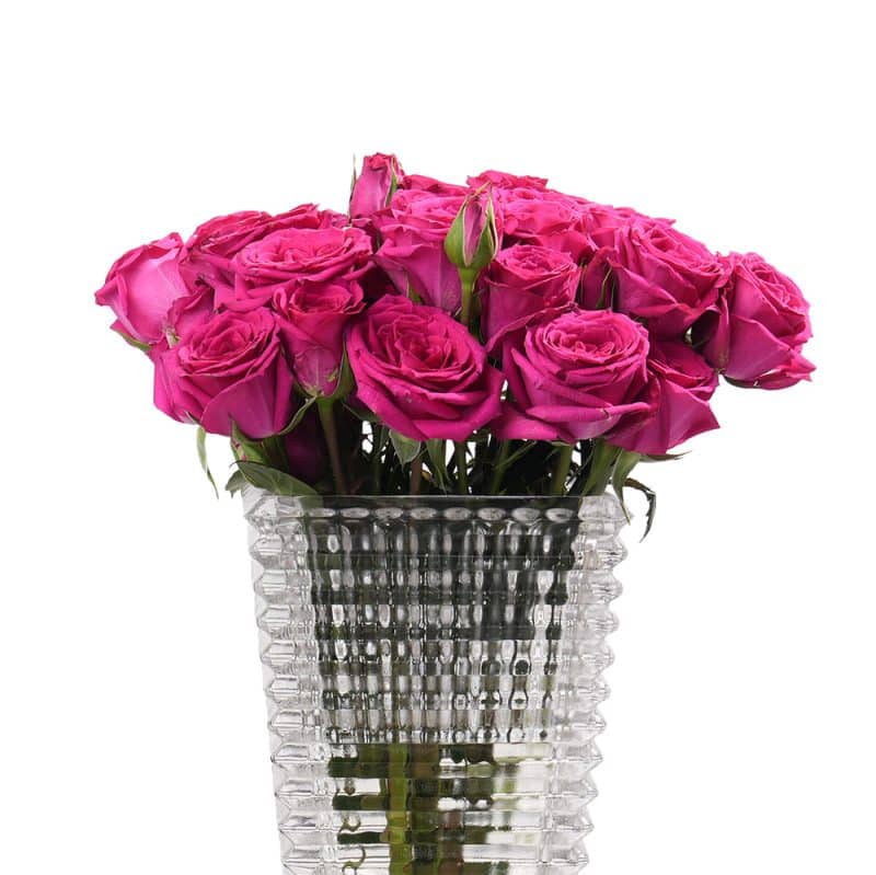 Fuchsia Spray Roses in Glass Vase - 22 cm (Height )