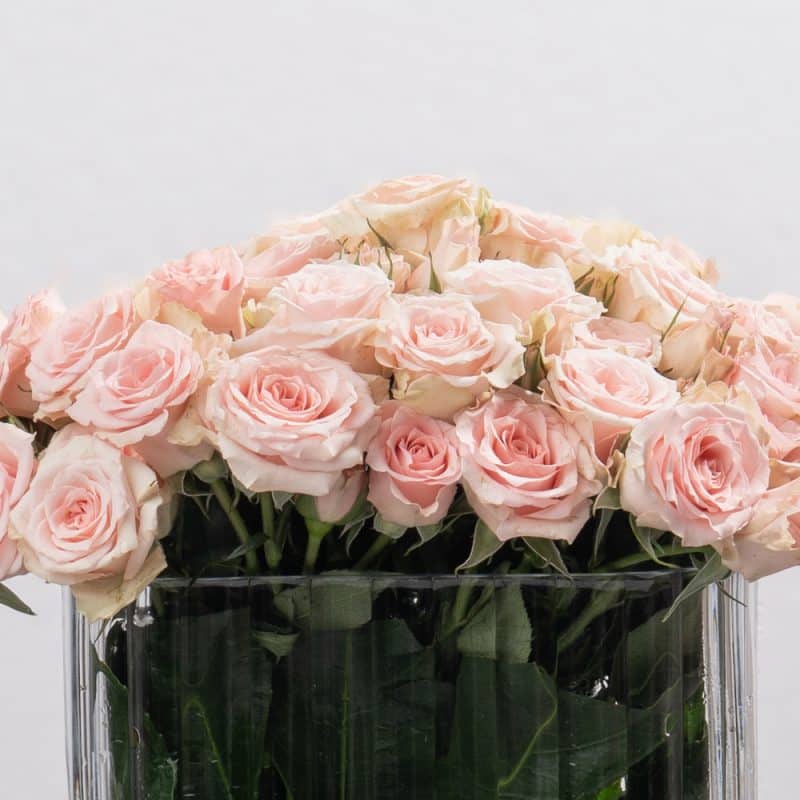 Peach Spray Roses in Rectangular Glass Vase - 18 cm