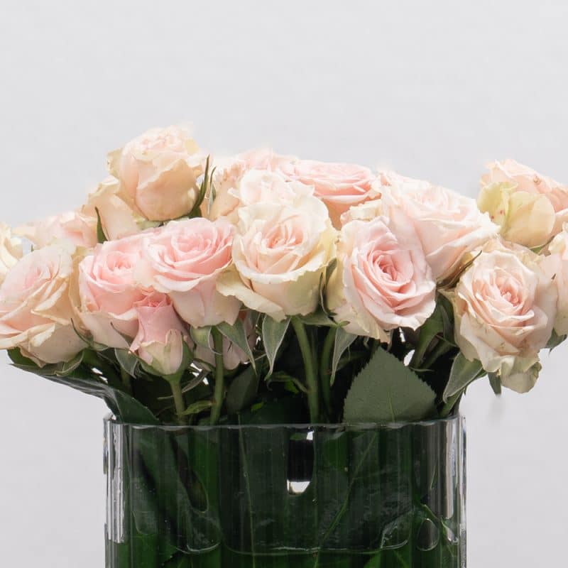Peach Spray Roses in Rectangular Glass Vase - 14 cm