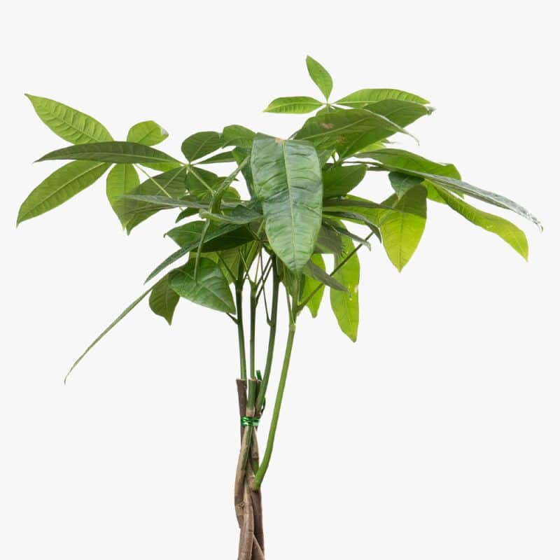 Pachira Aquatica Elegance in Fiber Pot