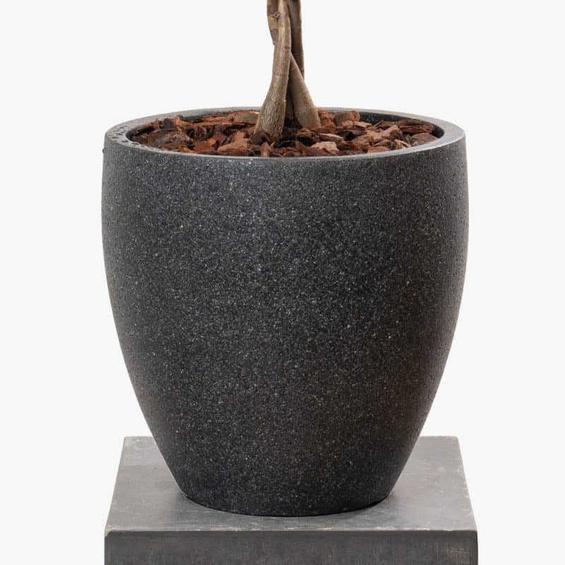 Pachira Aquatica Elegance in Fiber Pot