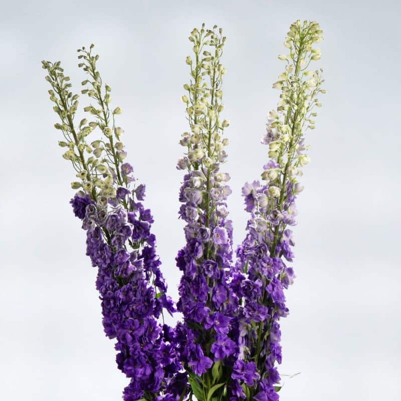 Blue Delphinium with White Roses in a Reed Basket