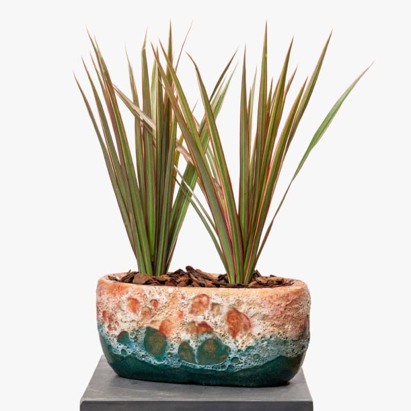 Dracaena in Elegant Ceramic Pot