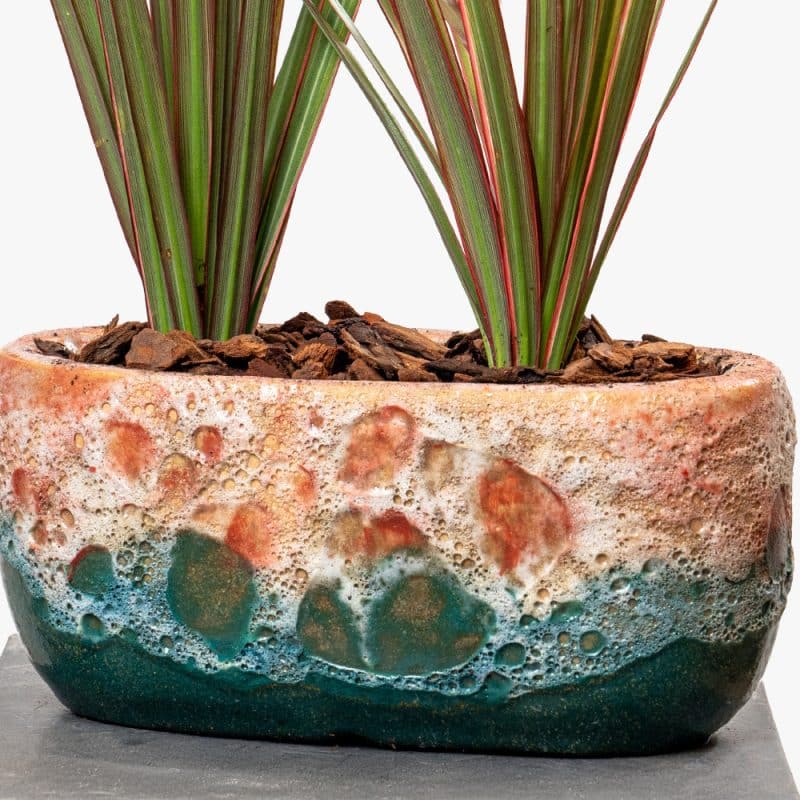 Dracaena in Elegant Ceramic Pot