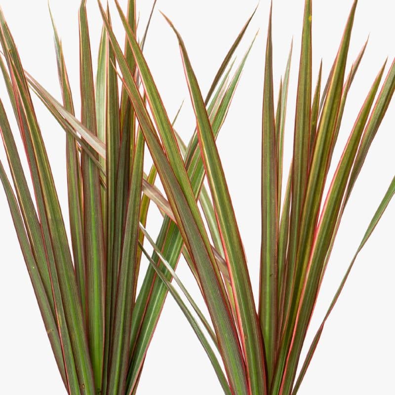 Sleek Green: Dracaena in Elegant Ceramic Pot