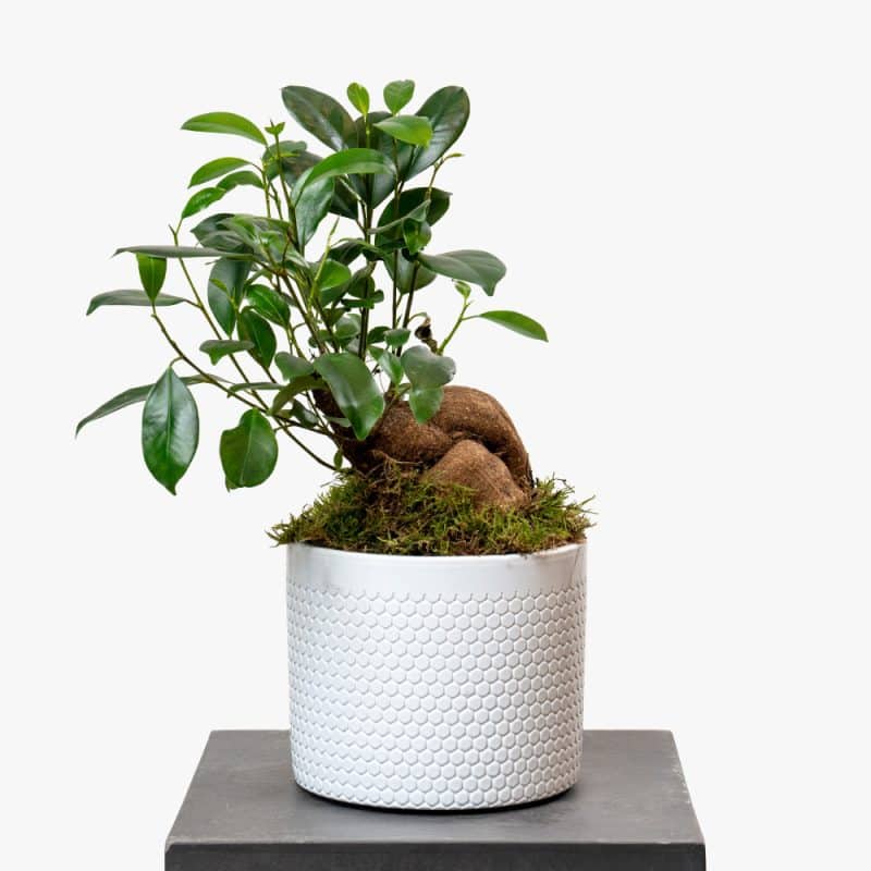 Bonsai in Sleek Ceramic Planter