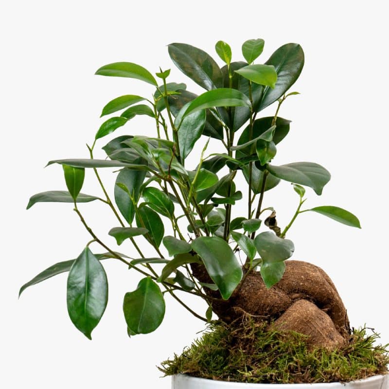 Ficus Serenity: Bonsai in Sleek Ceramic Planter