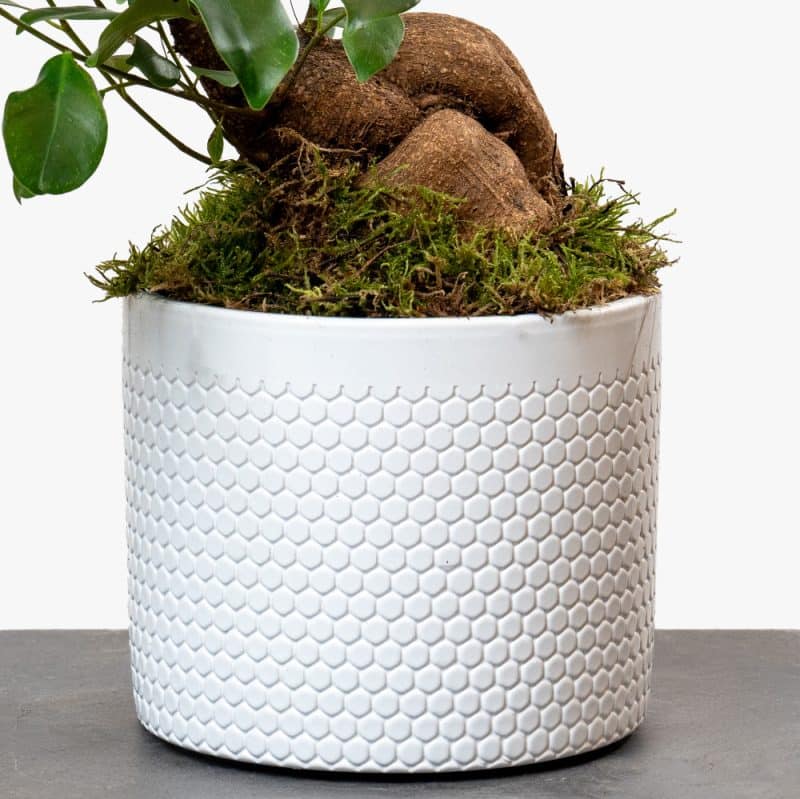 Ficus Serenity: Bonsai in Sleek Ceramic Planter