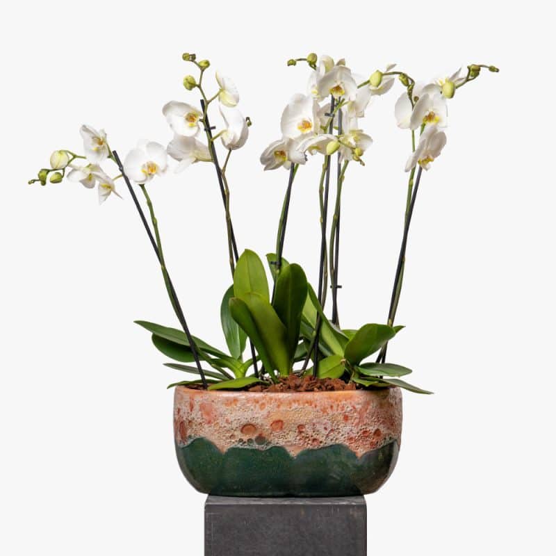 Phalaenopsis