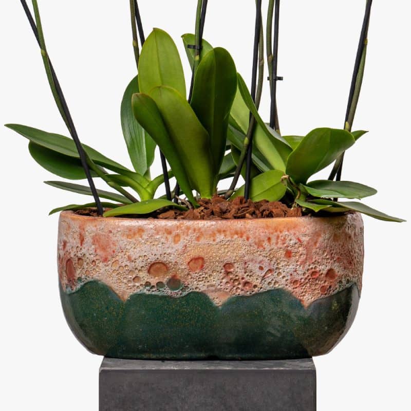 Phalaenopsis Perfection: Orchid in Stylish Ceramic Planter