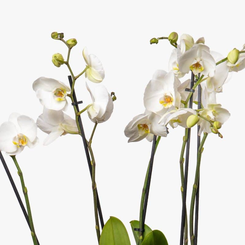 Phalaenopsis Perfection: Orchid in Stylish Ceramic Planter