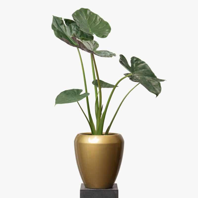 Alocasia
