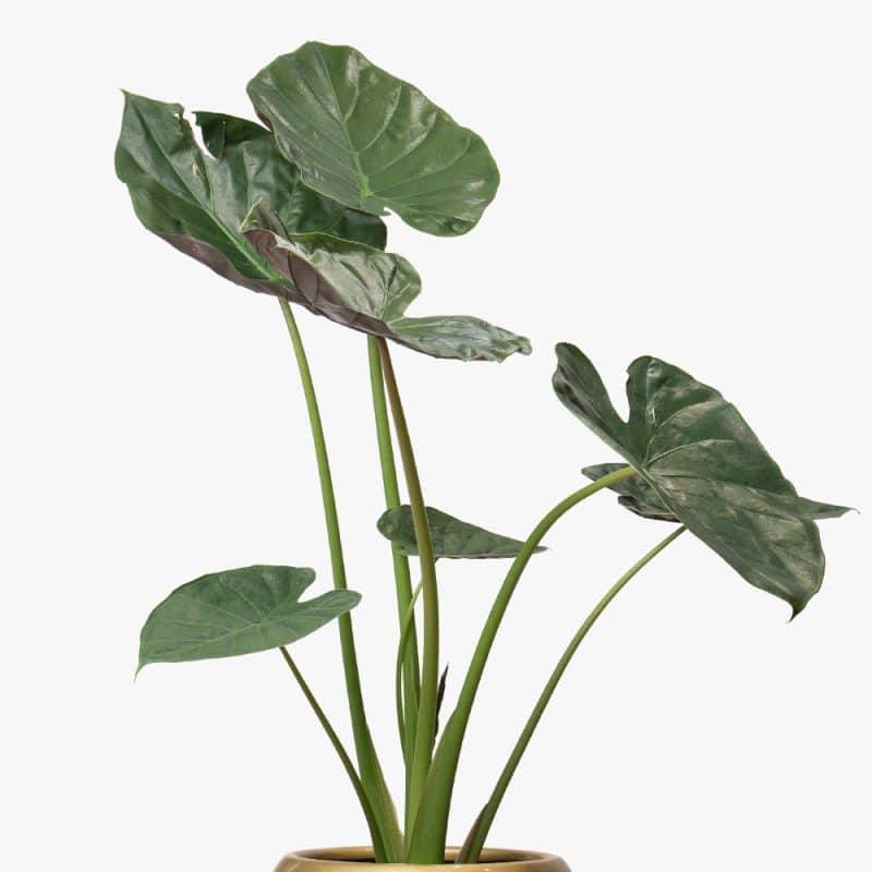 Alocasia
